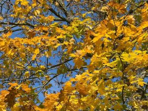 A canopy of vibrant autumn leaves, with shades of golden yellow and hints of orange, set against a bright blue sky. The leaves are illuminated by sunlight, creating a contrast between the warm colors and the clear sky.