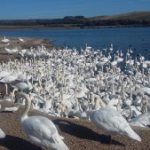 a lot of swans by a lake